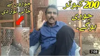 Captan G Kay Kabootar Chori Ho Gai || Kabootar Chori ho Gai || Captan G || @KhokharPigeonsClub