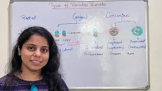 Types of Vascular bundle | Radial Vascular bundle | Conjoint Vascular Bundle | Concentric Vascular