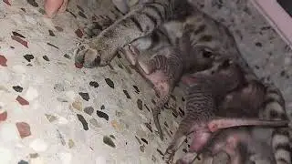Mom Cat Nursing Their Cute Baby | Cute Kitten Dancing And Drinking Milk