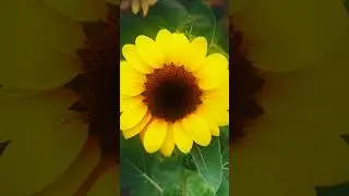 Glow light effect