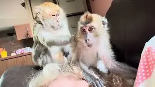Morning ASMR Macaque Grooming