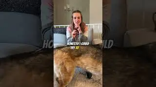 Disaster filming with dogs... 😂