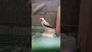 LOVEBIRD biola euwing mouve