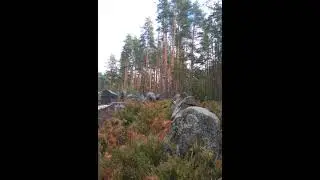 №46 Расслабление и гармонизация структур мышц