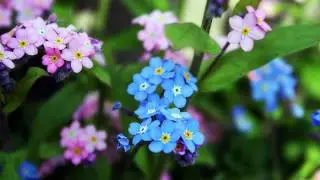BLUE SPRING    RICHARD ABEL  piano