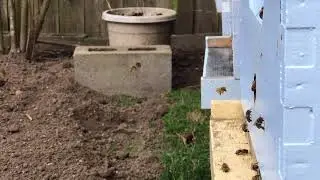 03.18.18 my honey bees collecting pollen
