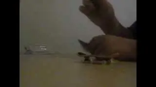 review of a tech deck