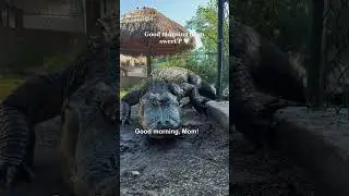 funny video #funny #viral