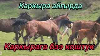 Каркырага бээ коштук