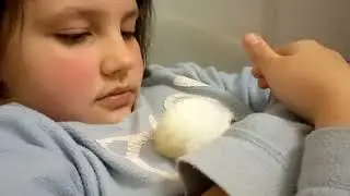 Ника играет с хомячком джунгариком - наш вечер - nika chika show