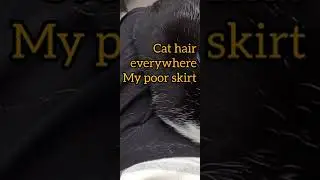 What cats do😺