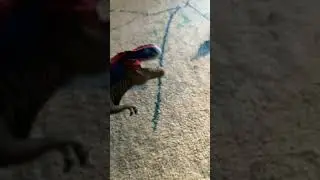 Dino cold