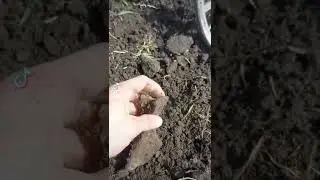 Боевой топор 🔥Находка металлоискателем #xpdeus #shorts #коп