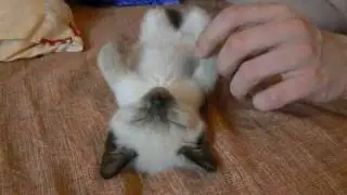 Матрена спит на спине #2 (пластилиновый спящий котёнок)