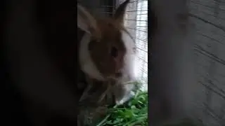 cuties rabbit mommy rabbit and daddy rabbit and baby rabbit