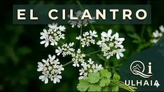 Propiedades medicinales del CILANTRO ( Coriandrum Sativum)