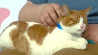 Pet of the week on Live in the D