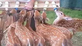 asmr animals hhhh 