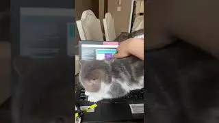 Cat Refuses to Move From Laptop While Owner Tries to Work - 1118155-2