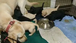 puppy feeding frenzy while Mom dog does house cleaning