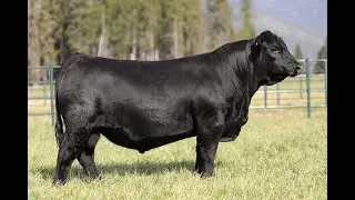 Lot 10 - Montana Ledger 3280