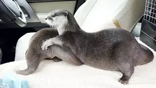 [Original Video] They couldn't stop making out.