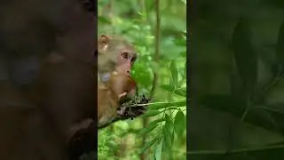 Wild monkeys in central Florida at Silver Springs - Take a clear kayak tour to see them!