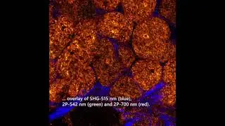 Multi-photon images of unstained fresh swine kidney