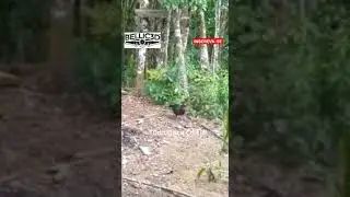 Jacu vem comer na beira do barraco 