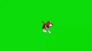 Футаж Собака на зелёном фоне.(Chroma key Dog footage)