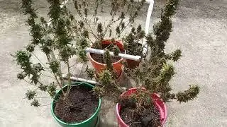The Complete Beginner's Guide to When and Why to Soil Flush Cannabis /Marijuana/ Weed