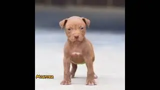 Pitbull dog 🔥🔥 Attitude 🔥 status