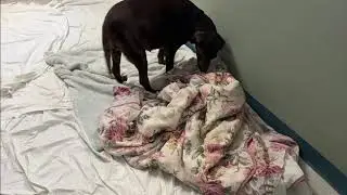 Abby is exhibiting some nesting behaviors! Babies will be soon. PLEASE SPAY/NEUTER YOUR PETS!!!!!!