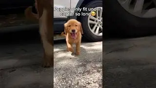My puppy still fits under the car