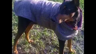 Lesson 21 - How to Make A Tailored Coat for your Pet