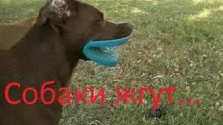 Собаки гуляют - как собаки гуляют.