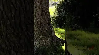 🐿️ Playing with cutest squirrel in a park in #Dublin🍀 – watch until it gets to tree house #shorts