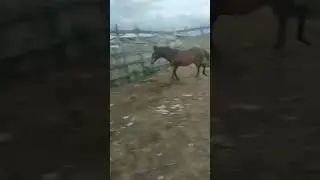 pedir cavalo emprestado potra  boa quanto de milha (borrow horse good filly how much mile)