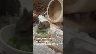 Hamsters peel peas 🫛 #hamsters #explore #pets