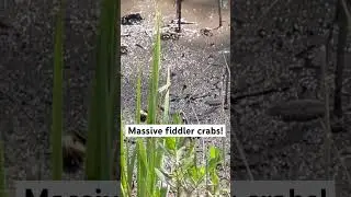 Some of the biggest fiddler crabs I have found. #florida #fishing #saltlife #saltwaterlife