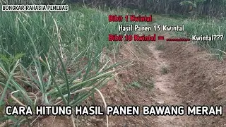 petani wajib tau!!! menghitung hasil panen bawang merah di lahan
