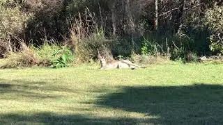 What’s hanging out lol