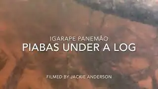 Piabas Under a Log