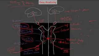 vestibulocochlear pathway