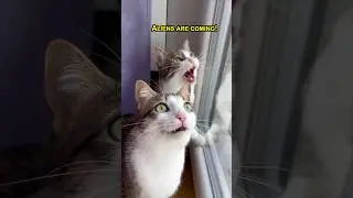 Funny Cats Speak English Voiceover  #cats #talkingcats #shorts #funnycats #cute