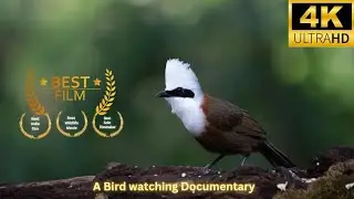 Birds of North India : A bird watching documentary