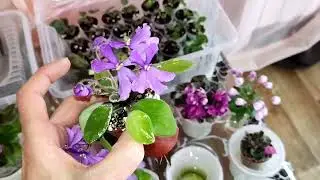 Размножение фиалок с листа. Фиалки у Алисы.