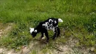 КАМЕРУНСКИЕ КОЗЛЯТА ПОДРАСТАЮТ