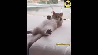 Когда ты устал. Смешно. Максометр. Кот. Коты. Прикол