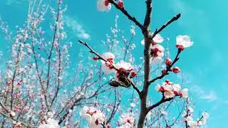 баҳори тоҷикистон WELKOME TO TAJIKISTAN